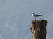 Lago d'Iseo, Montisola: passeggiata primaverile da Peschiera Maraglio a Sensole il 21 aprile 2010 - FOTOGALLERY